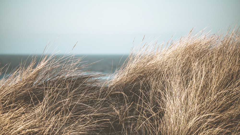 dune landscape around sustainable architectural project 